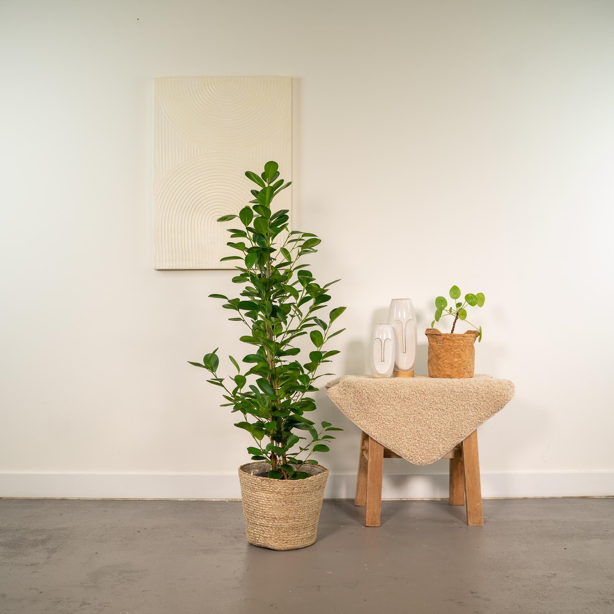 Ficus microcarpa Moclame – Ø21cm – ↕95cm inkl. Naturkorb – Pflegeleichte luftreinigende Zimmerpflanze – Edle Ficus – für Zimmer & Büro – Plant