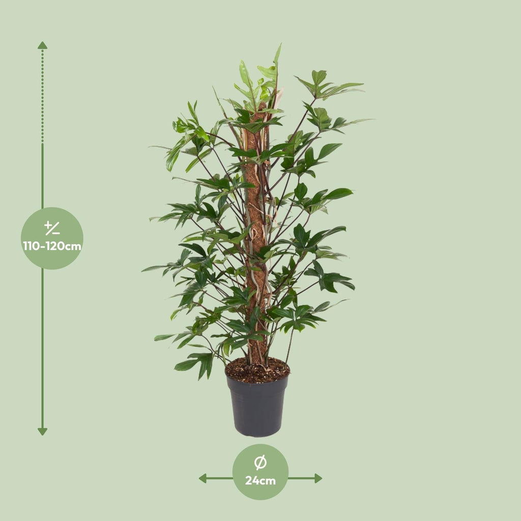 Baumfreund – Philodendron Pedatum – Zimmerpflanze – Ø24cm – ↕120cm – Pflegeleicht – Halbschatten – Üppiges grünes Laub – Plant