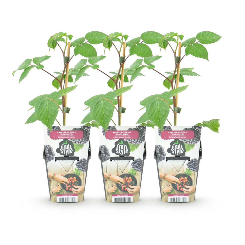 Brombeere Rubus fruticosus Black Satin winterhart Ø9cm Höhe 30cm – Schwarze Brombeere für Garten Beet Balkon & Terrasse