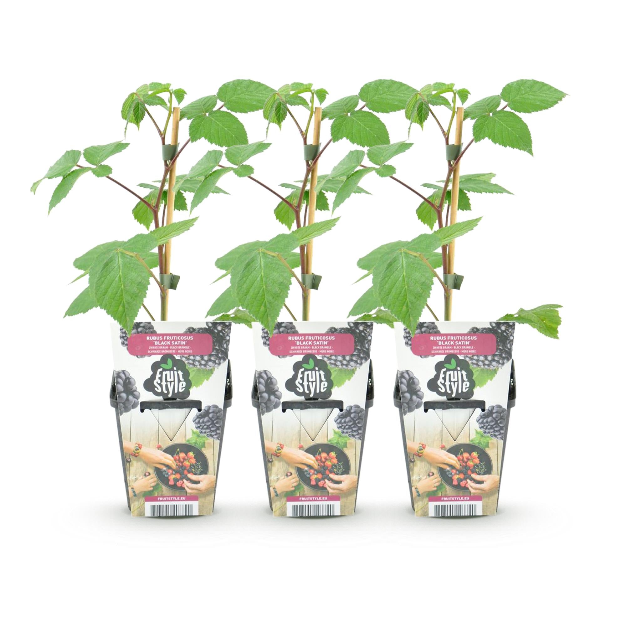 Brombeere Rubus fruticosus Black Satin winterhart Ø9cm Höhe 30cm – Schwarze Brombeere für Garten Beet Balkon & Terrasse