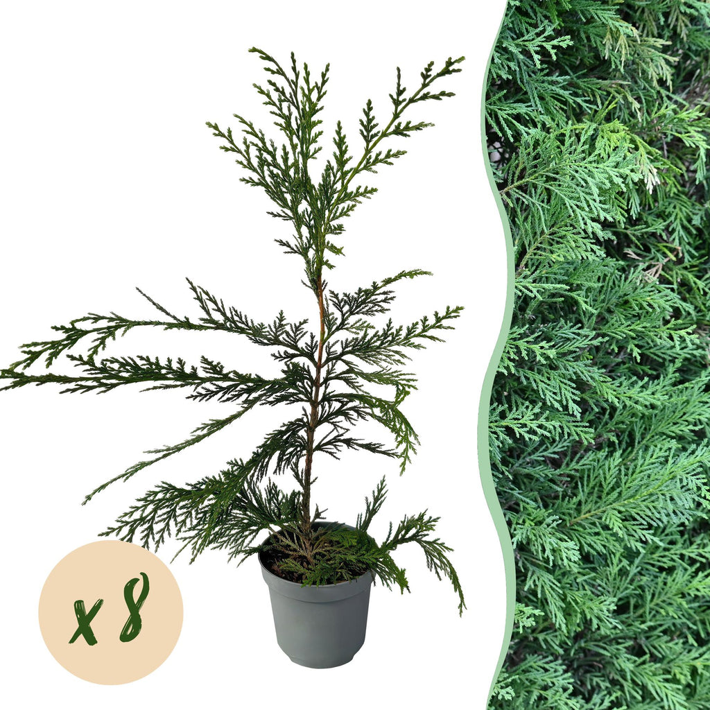 Leyland – Zypresse Cupressocyparis leylandii – Immergrüne Heckenpflanze – 8 Pflanzen – 1m – 9cm Höhe 35-40cm – Schnellwachsend & Pflegeleicht – Plant