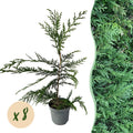 Leyland – Zypresse Cupressocyparis leylandii – Immergrüne Heckenpflanze – 8 Pflanzen – 1m – 9cm Höhe 35-40cm – Schnellwachsend & Pflegeleicht – Plant