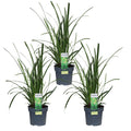 Carex morrowii 'Irish Green' – 3 Pflanzen – Immergrünes Ziergras – Ø14cm – Höhe ca. 30cm – robustes Garten – Gras für Sonne & Schatten – Plant