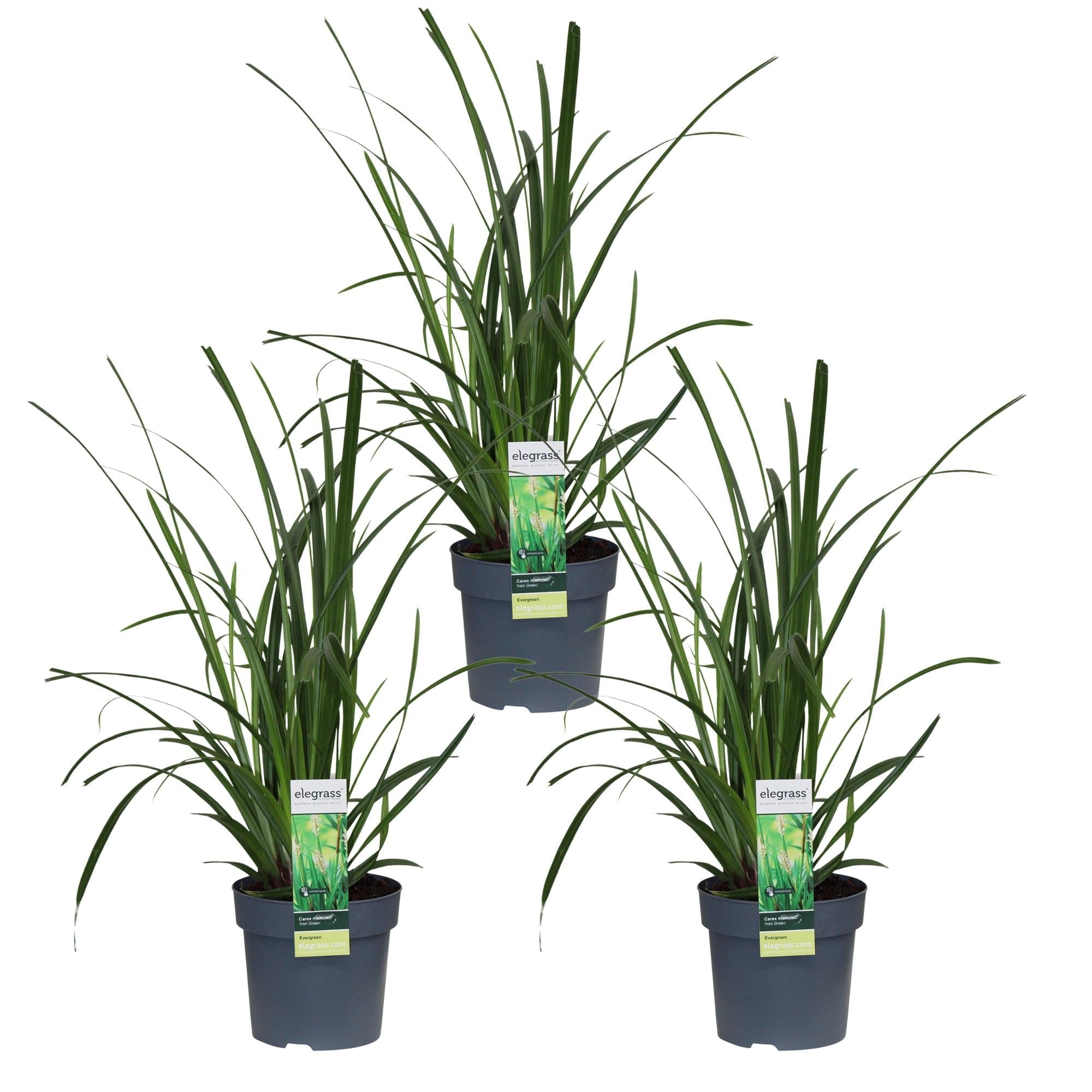 Carex morrowii 'Irish Green' – 3 Pflanzen – Immergrünes Ziergras – Ø14cm – Höhe ca. 30cm – robustes Garten – Gras für Sonne & Schatten – Plant