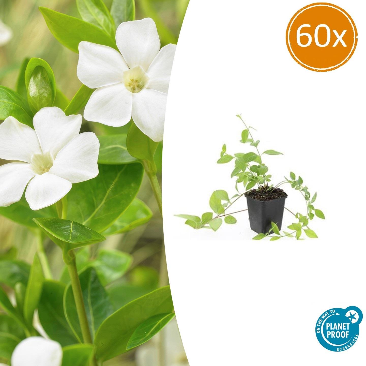 Großblättriges Immergrün Vinca major 'Alba' – Bodendecker – Ø9cm – ↕10-25cm – Weiße Blüten – pflegeleicht – Plant