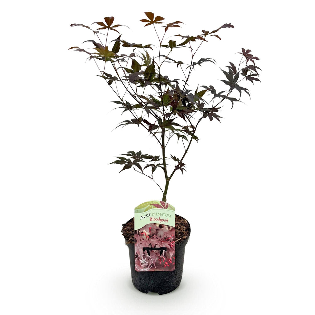 Japanischer Ahorn Acer palmatum Bloodgood – Balkonpflanze – Rot – Laubabwerfend – 19cm – Ca. 70cm hoch – Für Beet, Terrasse & Balkon – Plant