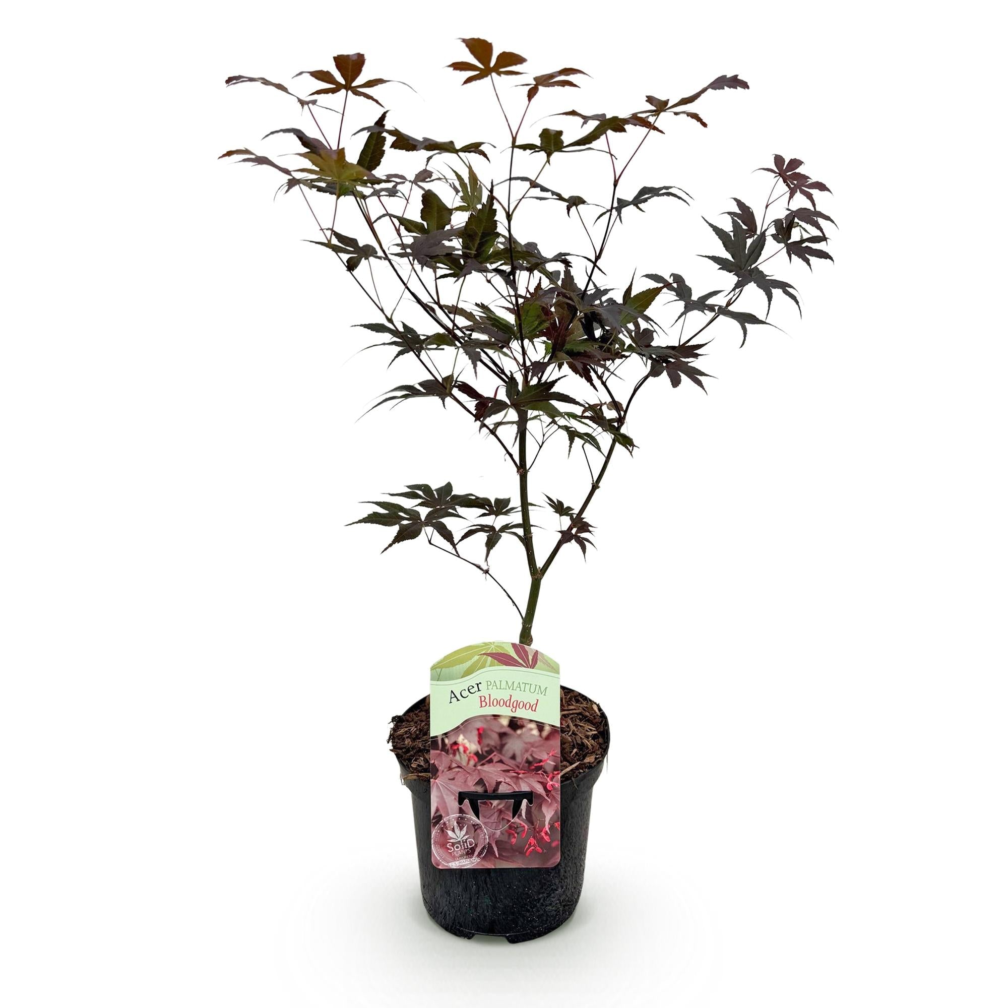Japanischer Ahorn Acer palmatum Bloodgood – Balkonpflanze – Rot – Laubabwerfend – 19cm – Ca. 70cm hoch – Für Beet, Terrasse & Balkon – Plant