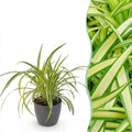 Chlorophytum comosum Variegatum Pflanze Mit Grauem Topf Ø12cm Höhe ca.20cm Bunte Graslilie Haustierfreundlich Luftreinigend Für Zimmer Büro &