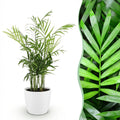 Chamaedorea elegans Pflanze Mit Weißem Topf Ø12cm Höhe ca.15cm Goldpalme Haustierfreundlich Luftreinigend Pflegeleicht Für Zimmer Büro & Schlafzimmer