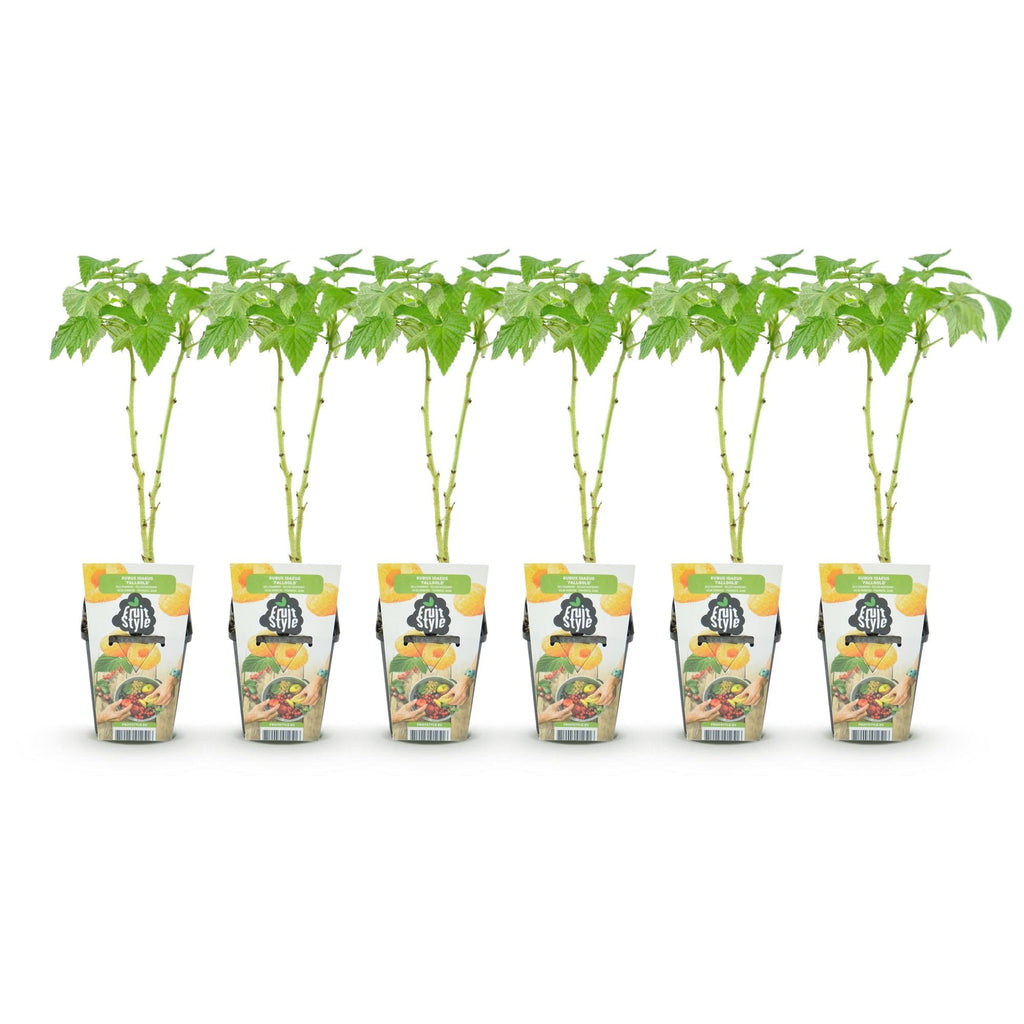 Gelbe Himbeere Rubus idaeus Fallgold winterhart 6 Pflanzen Ø9cm Höhe 30cm – Gelbe Himbeere für Garten Beet Balkon & Terrasse – Süß & aromatisch