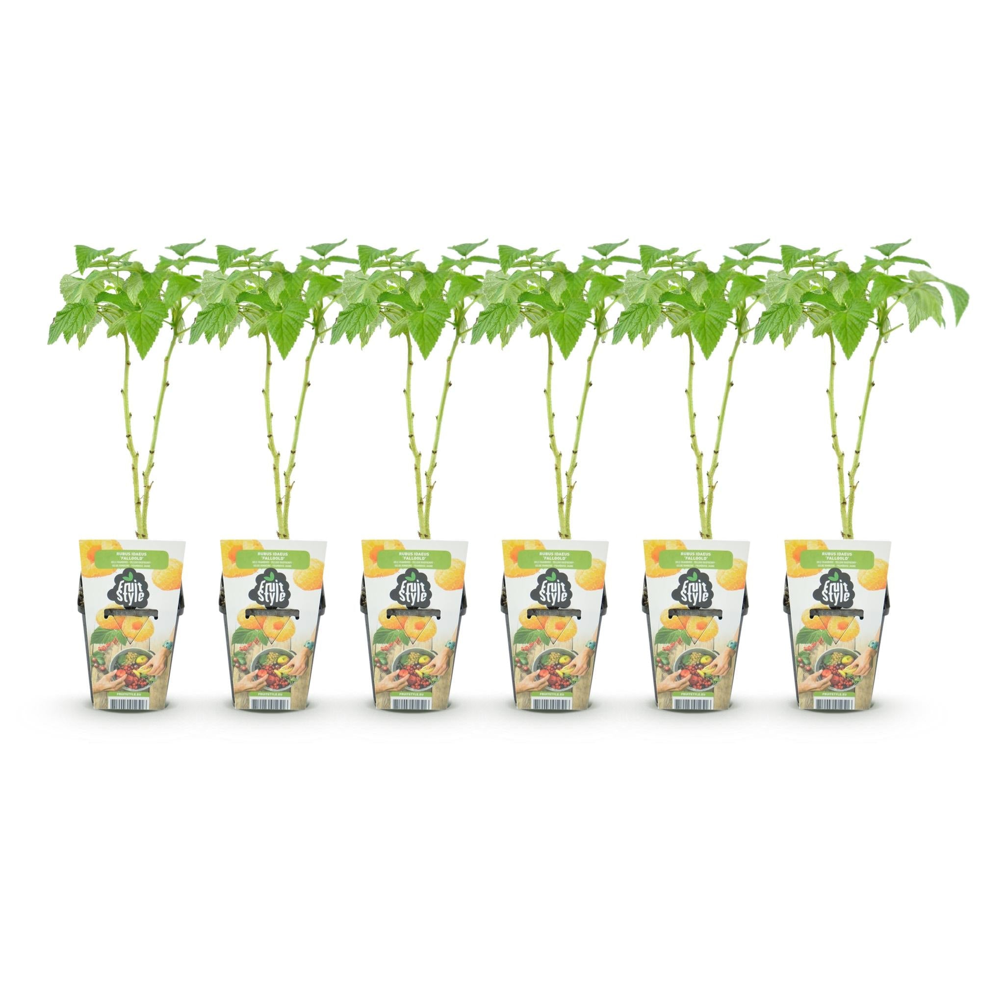 Gelbe Himbeere Rubus idaeus Fallgold winterhart 6 Pflanzen Ø9cm Höhe 30cm – Gelbe Himbeere für Garten Beet Balkon & Terrasse – Süß & aromatisch