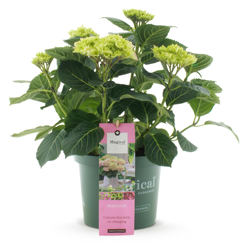 Hortensie Magical Jewel Pink – Hydrangea macrophylla – Rosa – Balkonpflanze – Im 23cm Topf – Ca. 55cm hoch – 6-10 Blüten – Reichblühend & Farbakzent – Plant