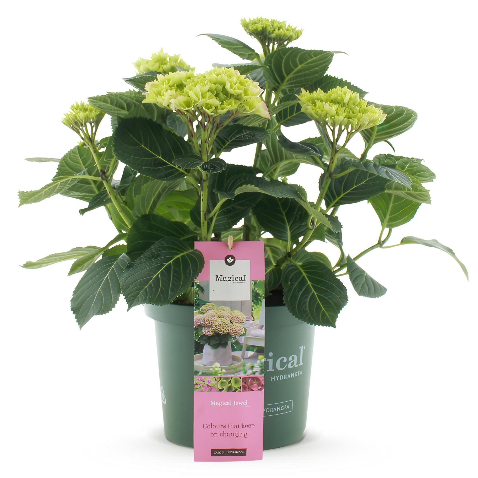 Hortensie Magical Jewel Pink – Hydrangea macrophylla – Rosa – Balkonpflanze – Im 23cm Topf – Ca. 55cm hoch – 6-10 Blüten – Reichblühend & Farbakzent – Plant