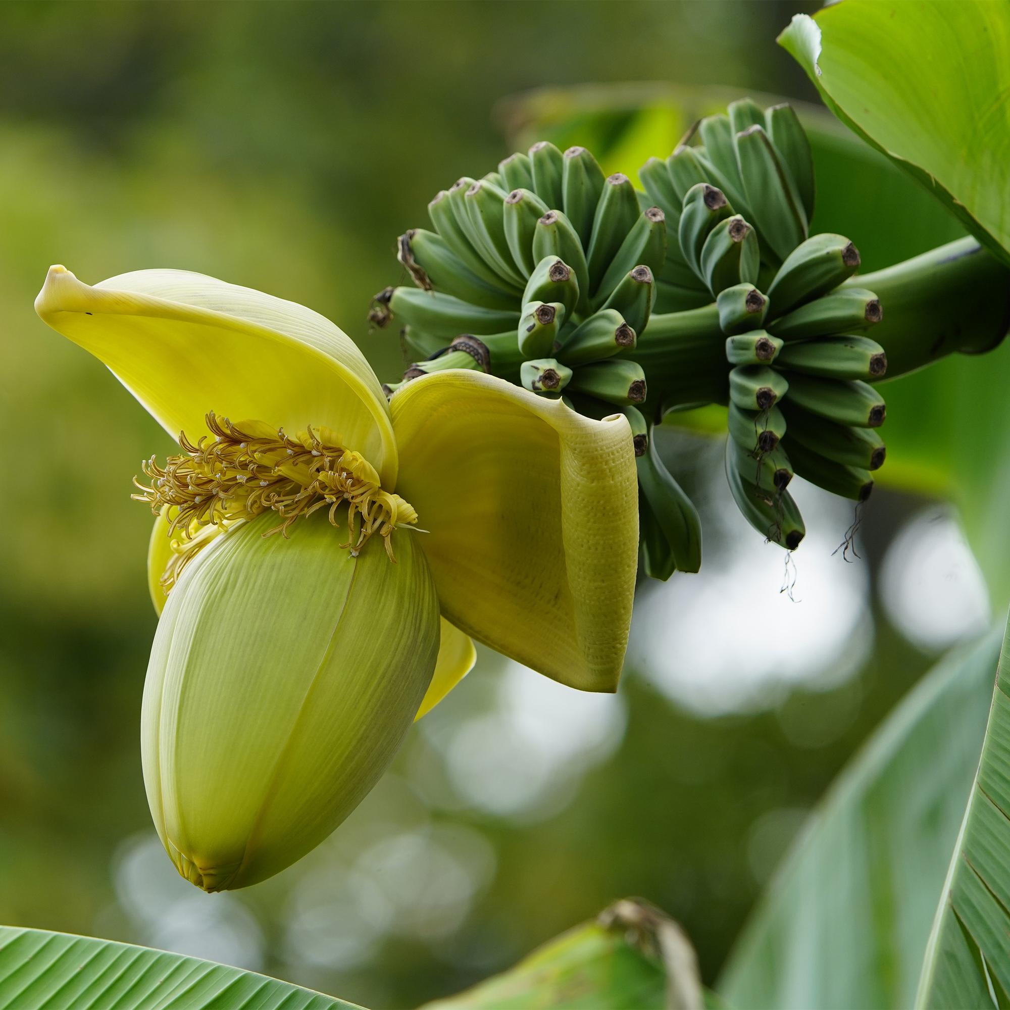 Bananenpflanze Musa Basjoo – Winterhart – Obstpflanze – Ø12cm, Höhe ca. 30cm – Exotische Gartenbanane für Beet, Terrasse & Balkon – Plant