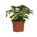 Zimmeresche Radermachera Sinica – Zimmerpflanze – Ø12cm – ↕27cm – Elegante, pflegeleichte Grünpflanze – Plant