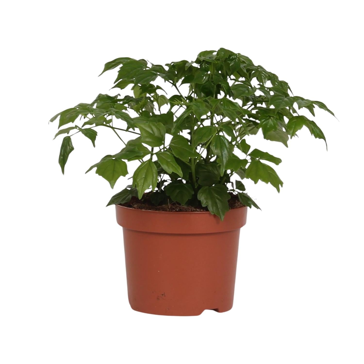 Zimmeresche Radermachera Sinica – Zimmerpflanze – Ø12cm – ↕27cm – Elegante, pflegeleichte Grünpflanze – Plant