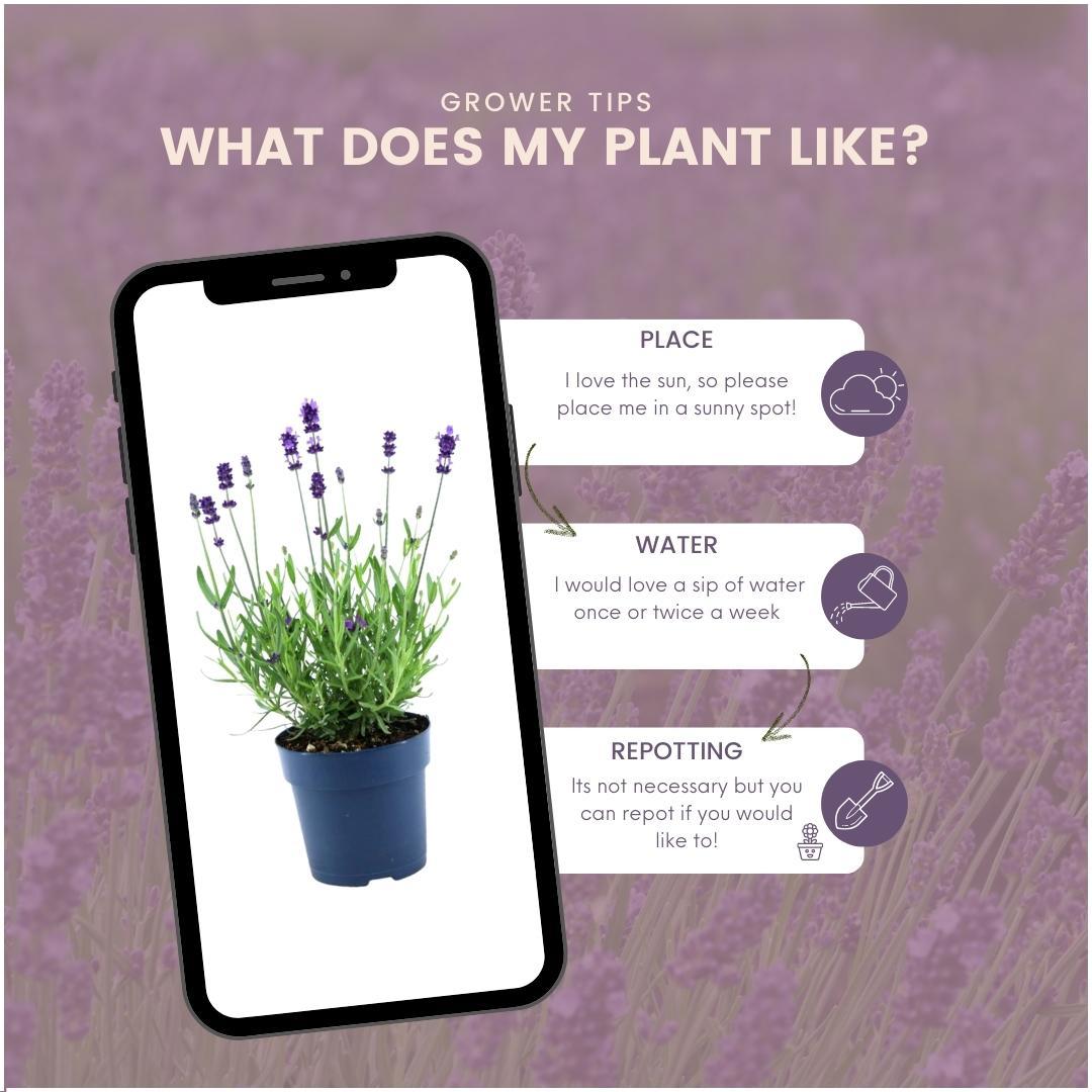 Echter Lavendel Felice – Lavandula angustifolia – Ø12cm – 50cm hoch – 24 Pflanzen – Winterhart – Duftend – Bienen & Schmetterlinge – Plant