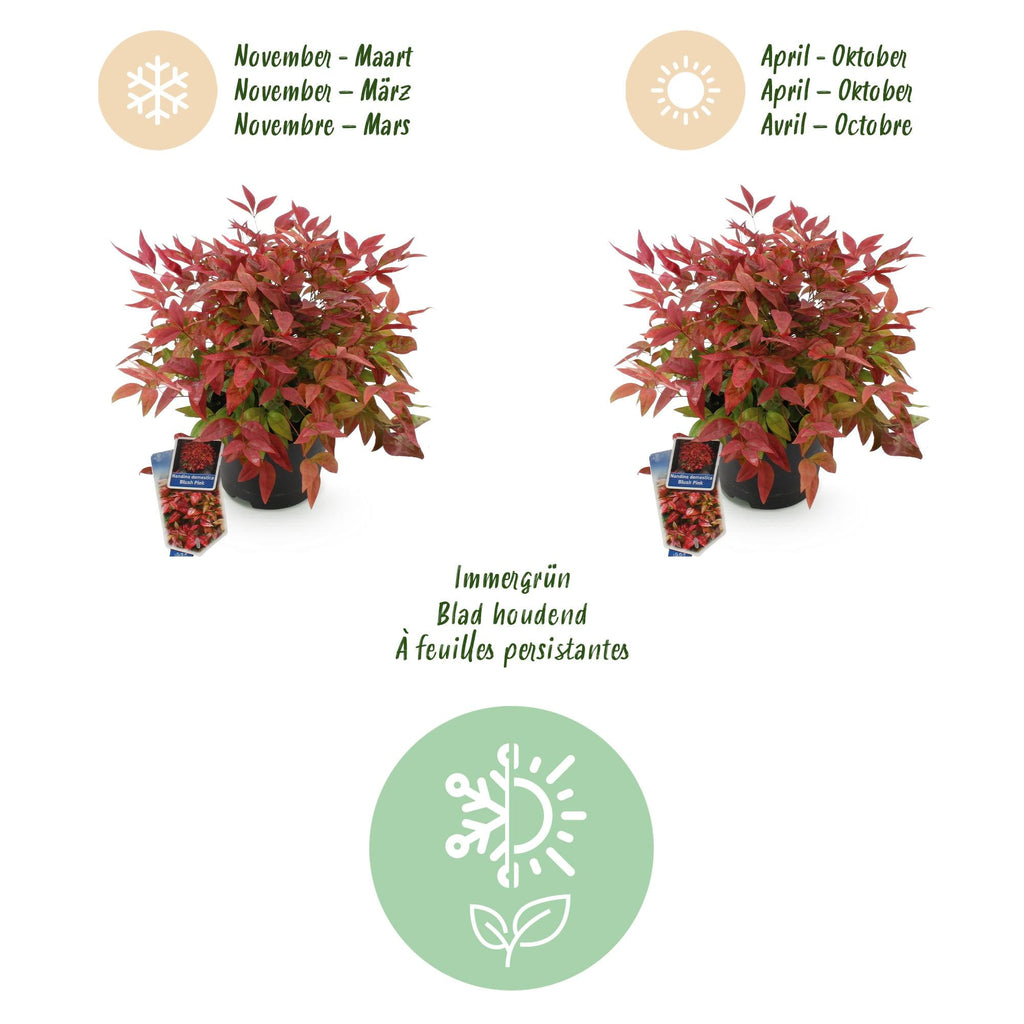 Heiliger Bambus Nandina Blush Pink – 17cm Höhe ca.40cm – Immergrün & farbwechselnd – Dunkelrosa Laub für Beet Balkon Terrasse – Pflegeleichter dekorativer Zierstrauch – Plant