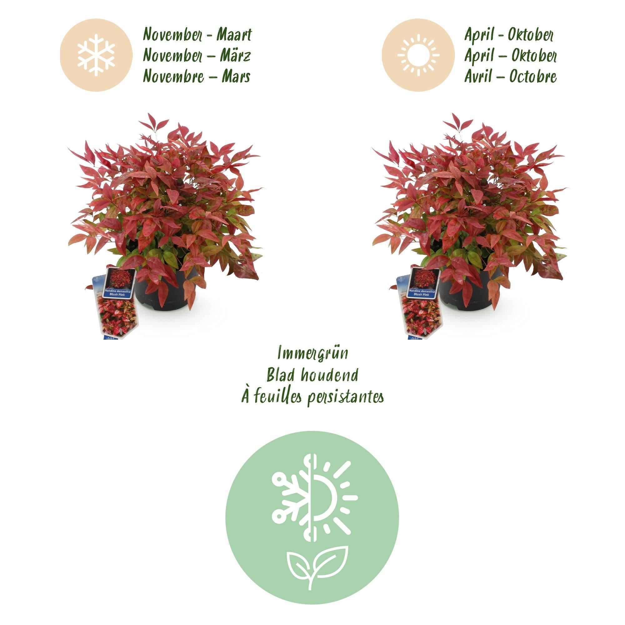 Heiliger Bambus Nandina Blush Pink – 17cm Höhe ca.40cm – Immergrün & farbwechselnd – Dunkelrosa Laub für Beet Balkon Terrasse – Pflegeleichter dekorativer Zierstrauch – Plant