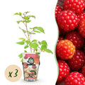 Japanische Weinbeere Rubus phoenicolasius winterhart Ø9cm Höhe30cm – Rote Beeren – Exotische Obstpflanze für Garten & Balkon