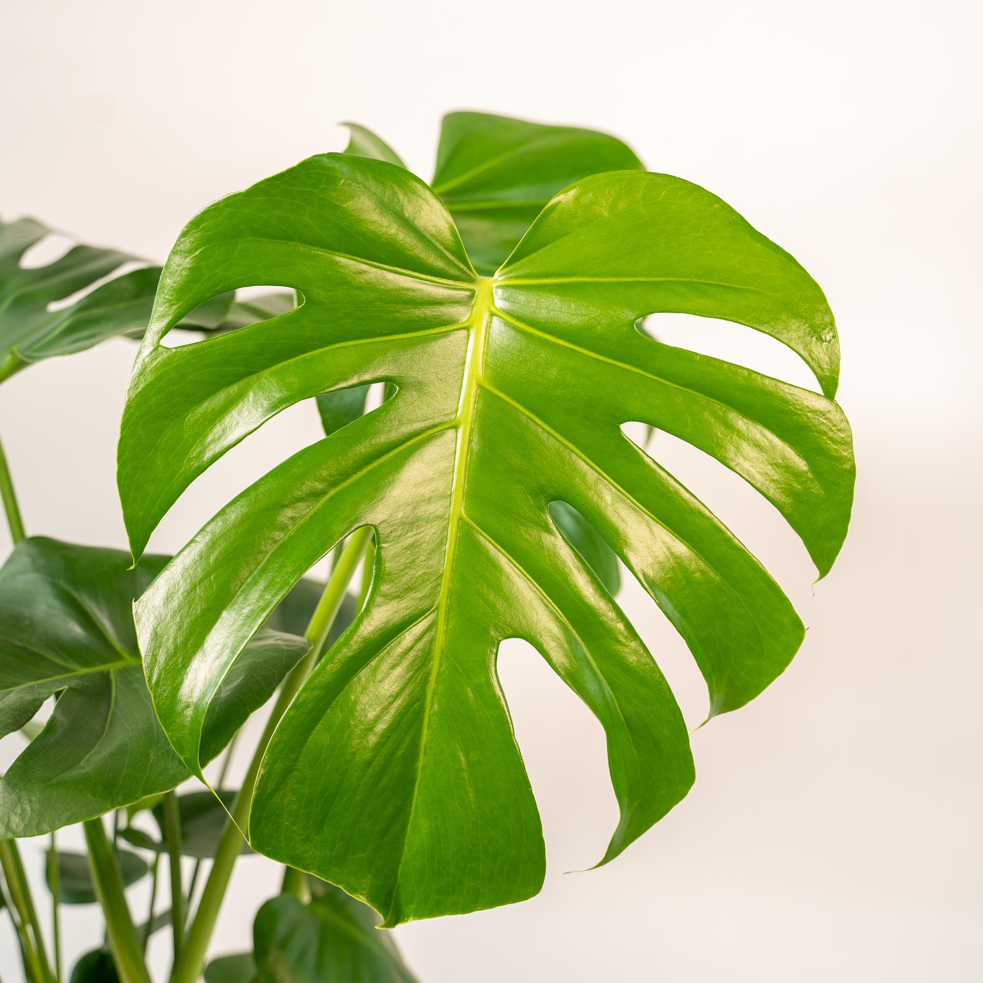 Monstera Deliciosa – ↕80cm – Ø21cm inkl. Naturkorb – Zimmerpflanze mit großen Fensterblättern – Luftreinigende Tropenpflanze im Naturkorb – Plant