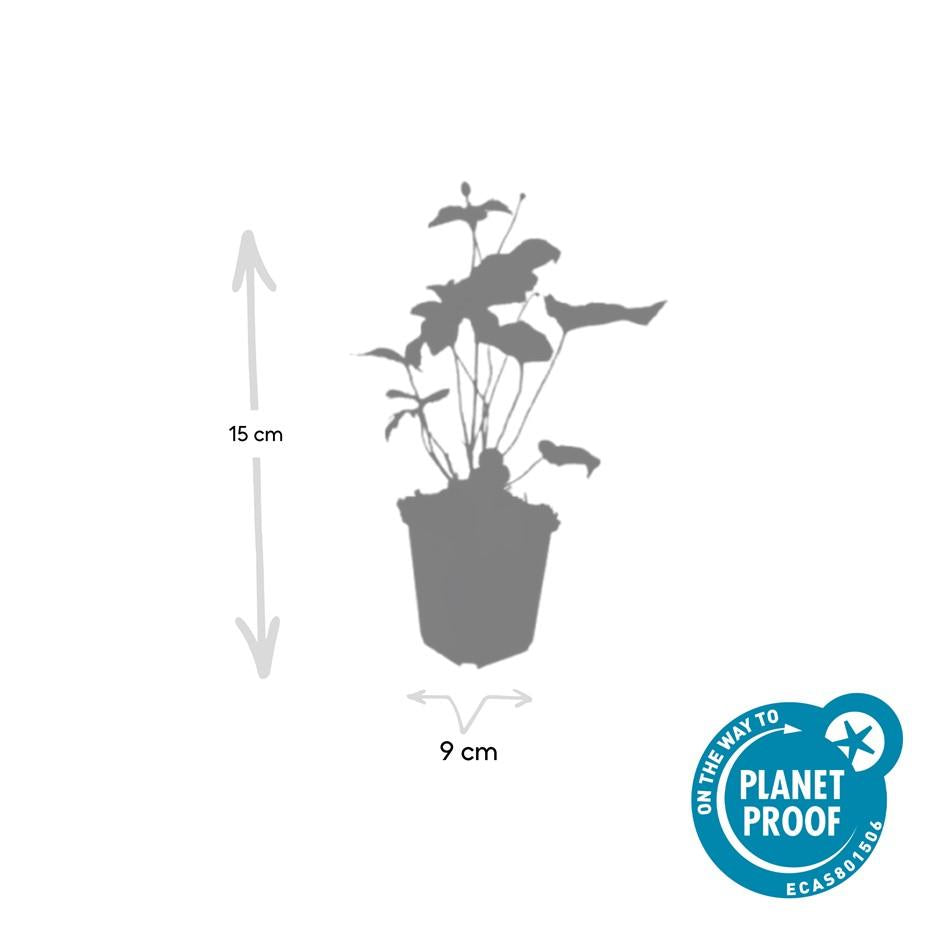 Japan – Herbst – Anemone hyb. 'Honorine Jobert' – ↕10-25cm – Ø9cm – Herbstblüher – Pflegeleicht – Sonne & Halbschatten – Plant