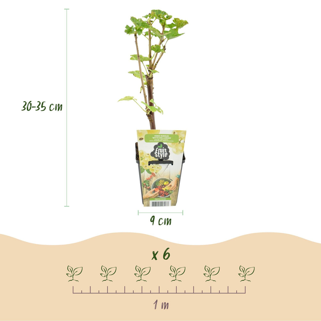 Weiße Johannisbeere Ribes rubrum Witte Hollander winterhart 3 Pflanzen Ø9cm Höhe30cm – Aromatische helle Beeren für Garten Beet Balkon & Terrasse