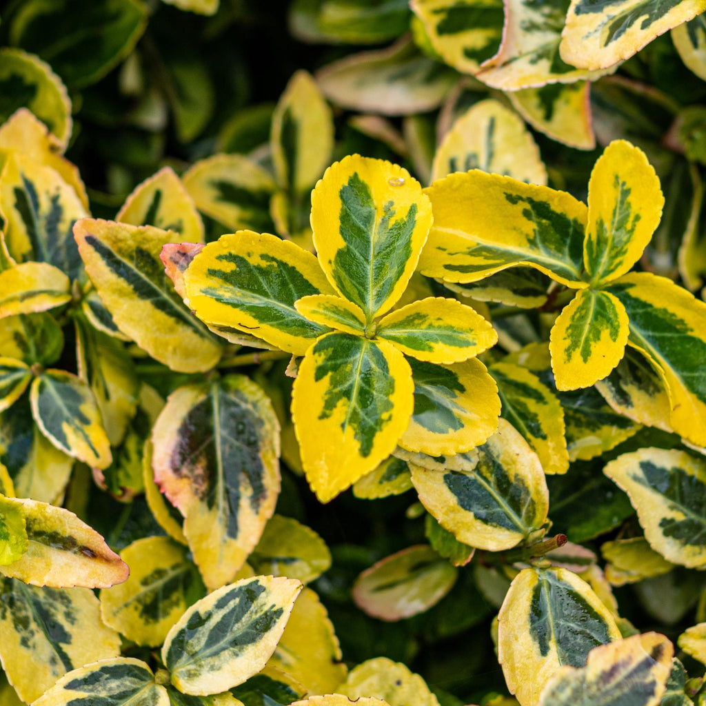Euonymus fortunei 'Emerald 'n Gold' – Immergrüne Stamm – Pflanze – grün – goldenes Laub – pflegeleicht & kompakt – Terrassen – & Gartenpflanze – Plant