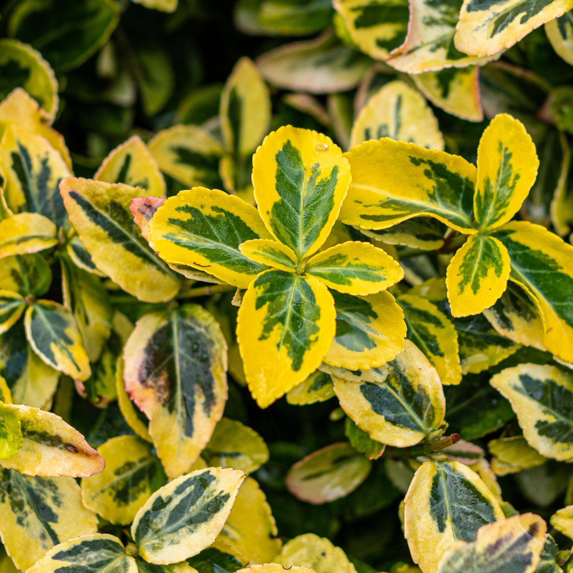 Euonymus fortunei 'Emerald 'n Gold' – Immergrüne Stamm – Pflanze – grün – goldenes Laub – pflegeleicht & kompakt – Terrassen – & Gartenpflanze – Plant