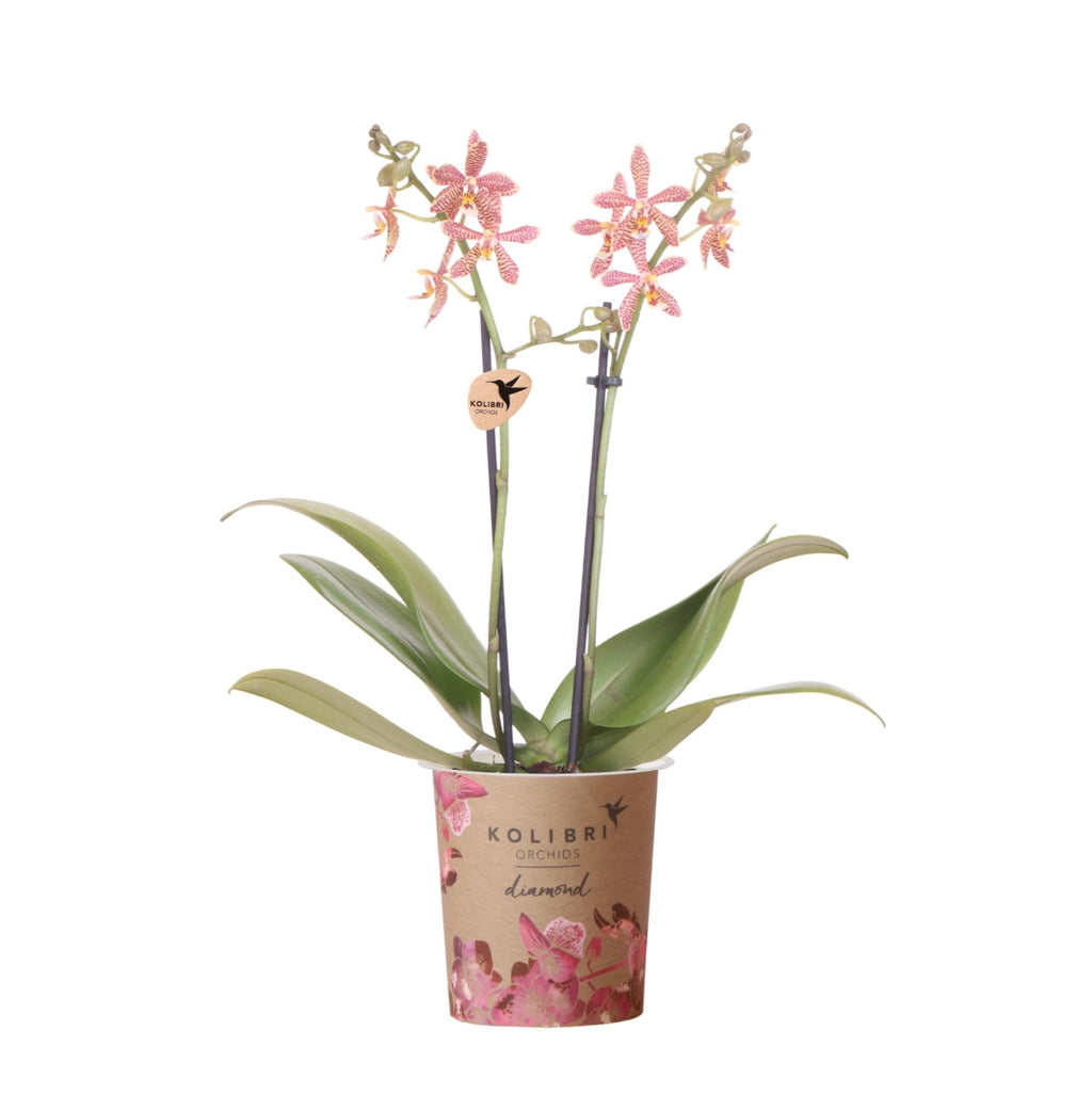Phalaenopsis Orchidee Spider – Orange – Ø9cm – Blühende Zimmerpflanze mit einzigartigem Muster – Elegante & pflegeleichte Orchidee frisch vom Züchter – Plant