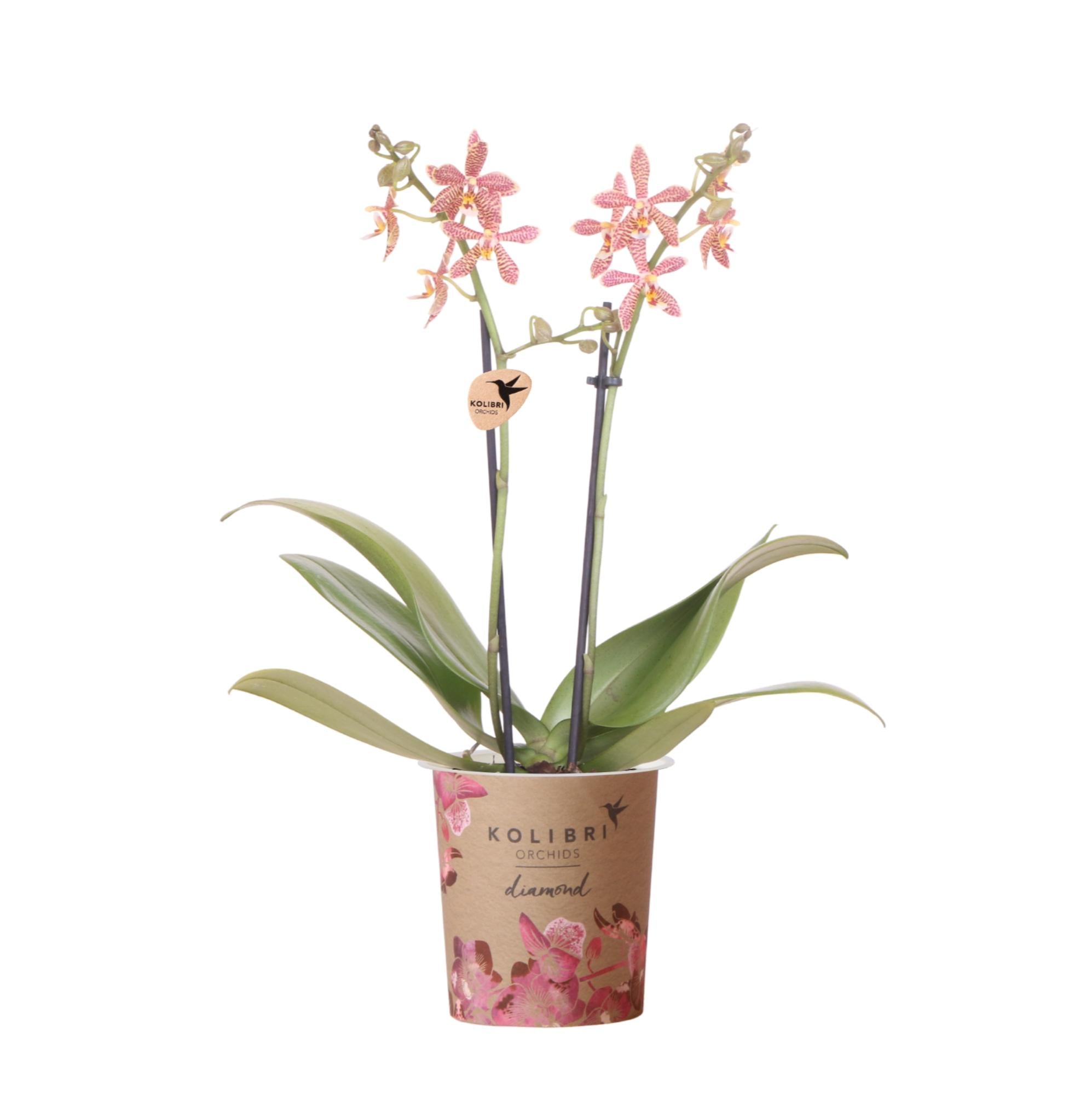 Phalaenopsis Orchidee Spider – Orange – Ø9cm – Blühende Zimmerpflanze mit einzigartigem Muster – Elegante & pflegeleichte Orchidee frisch vom Züchter – Plant