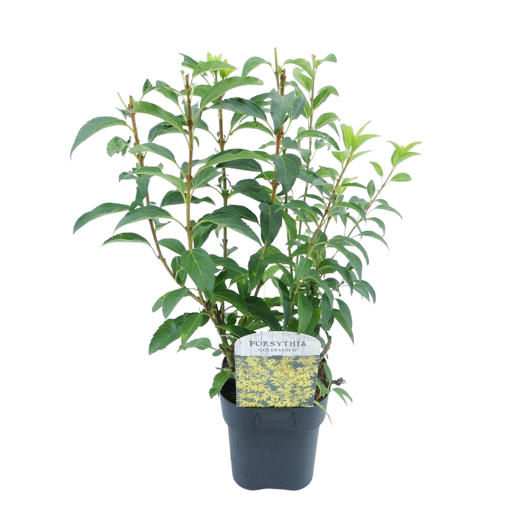 Goldglöckchen Forsythia intermedia – Zierstrauch mit gelben Blüten – 17cm – Höhe ca. 45cm – Schnellwachsender & pflegeleichter Blütenstrauch – Plant