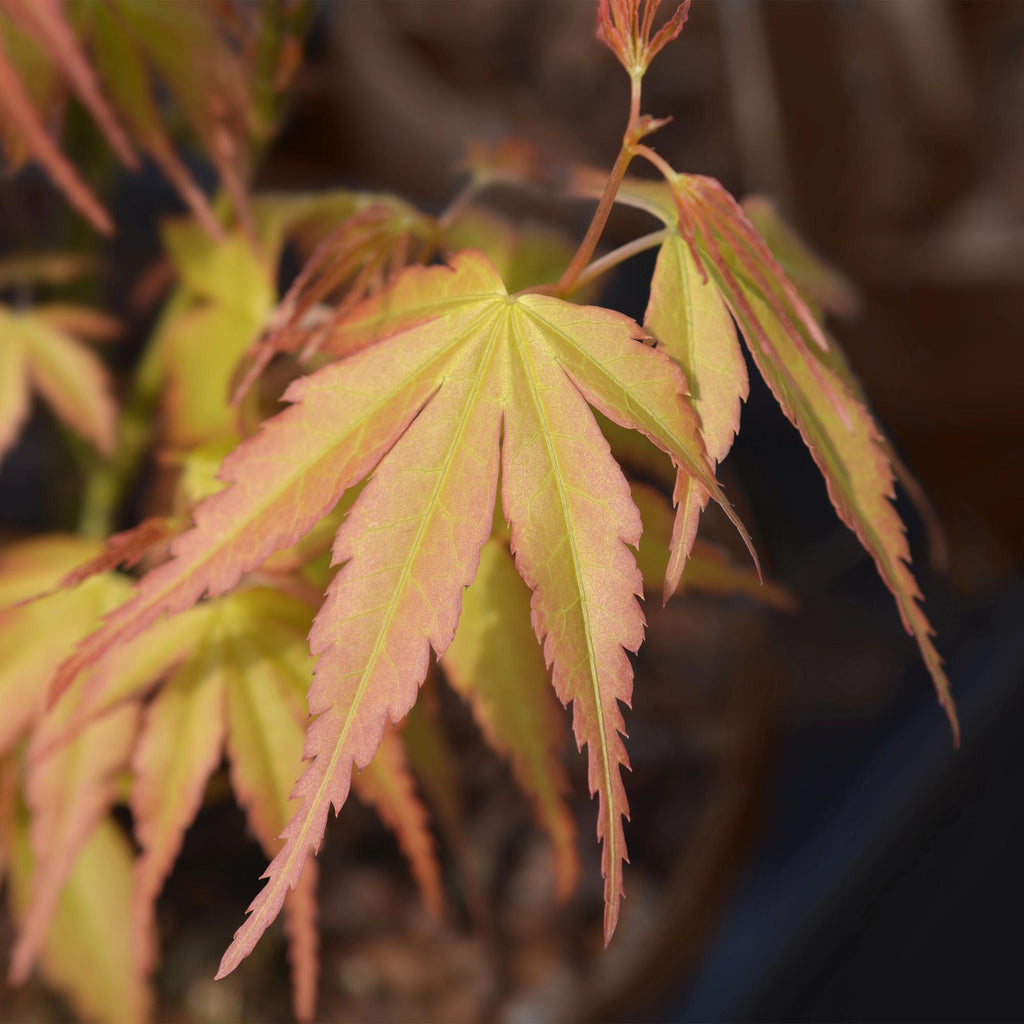 Ahorn Acer palmatum Katsura – 12cm – Höhe ca. 35cm – Frischgrüner Austrieb & goldene Herbstfärbung – Laubabwerfender pflegeleichter Zierstrauch – Plant
