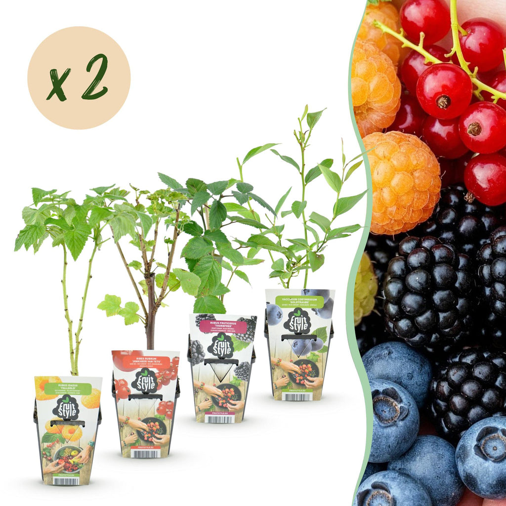 Obstpflanzen Set 8 Pflanzen Höhe 30cm Ø9cm – Rote Johannisbeere Gelbe Himbeere Schwarze Brombeere Blaubeere – winterhart