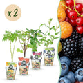Obstpflanzen Set 8 Pflanzen Höhe 30cm Ø9cm – Rote Johannisbeere Gelbe Himbeere Schwarze Brombeere Blaubeere – winterhart