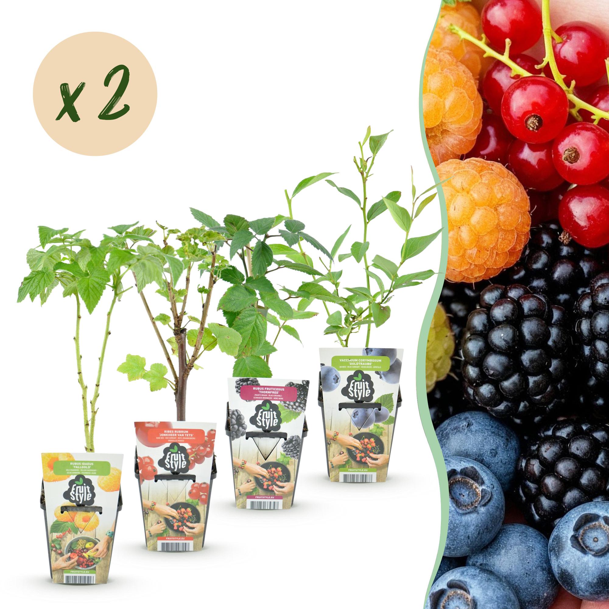 Obstpflanzen Set 8 Pflanzen Höhe 30cm Ø9cm – Rote Johannisbeere Gelbe Himbeere Schwarze Brombeere Blaubeere – winterhart