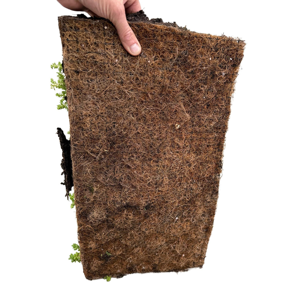 Sedummatte – 4 Vegetationsmatten – Winterharte Bodendeckerpflanzen aus 10 Sedum – Sorten – Maße 50x30cm – Pflegeleicht & wetterbeständig – Plant