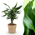 Dracaena fragrans Steudneri – 50-55cm – 17cm inkl. Naturkorb – Pflegeleichter Drachenblutbaum – Plant