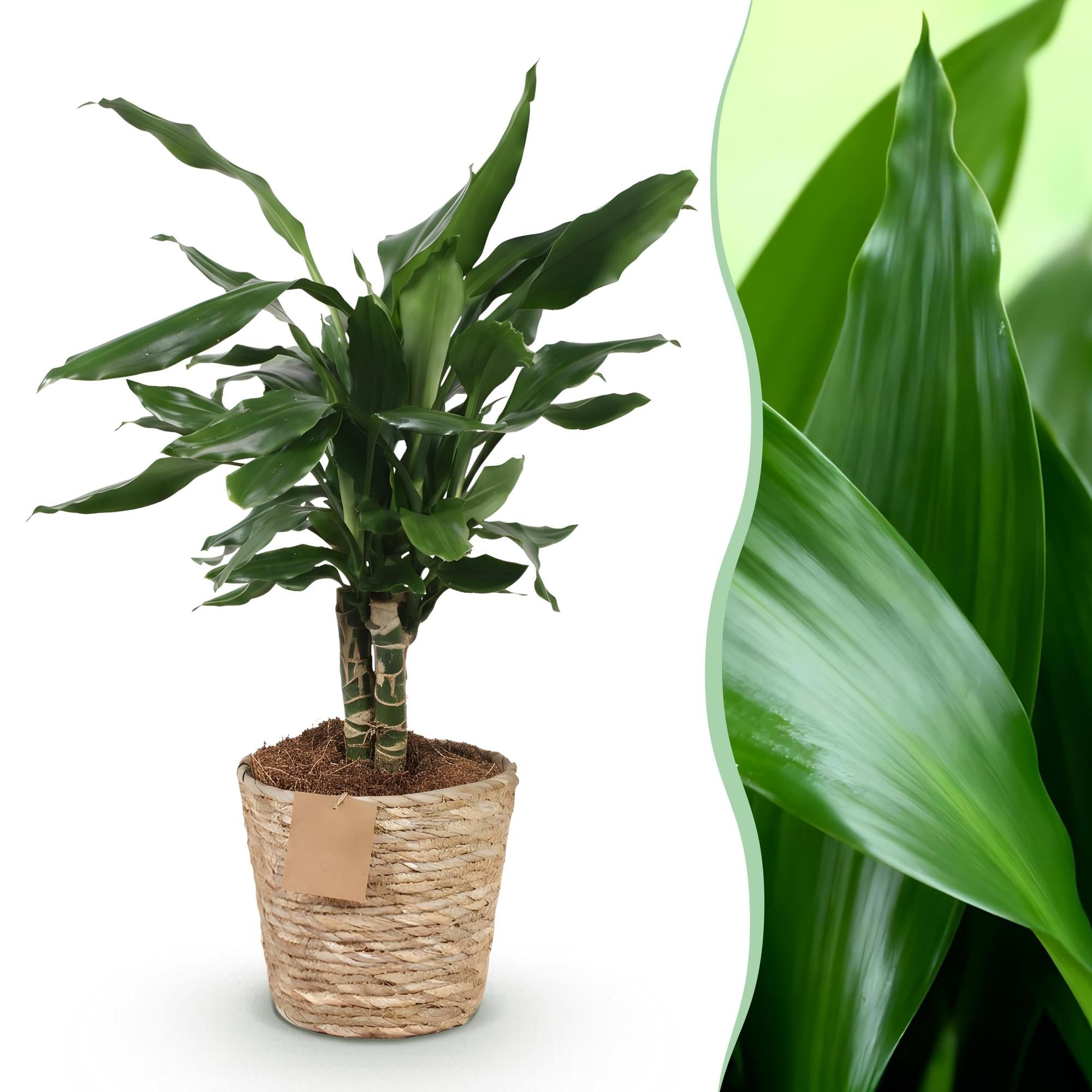 Dracaena fragrans Steudneri – 50-55cm – 17cm inkl. Naturkorb – Pflegeleichter Drachenblutbaum – Plant