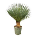 Palmlilie – Yucca Rostrata – Zimmerpflanze – ca. 100cm hoch – Exotische Wüstenpflanze mit blaugrüner Krone – Für Wohnzimmer, Terrasse & Garten – Plant
