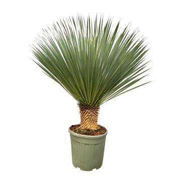 Palmlilie – Yucca Rostrata – Zimmerpflanze – ca. 100cm hoch – Exotische Wüstenpflanze mit blaugrüner Krone – Für Wohnzimmer, Terrasse & Garten – Plant