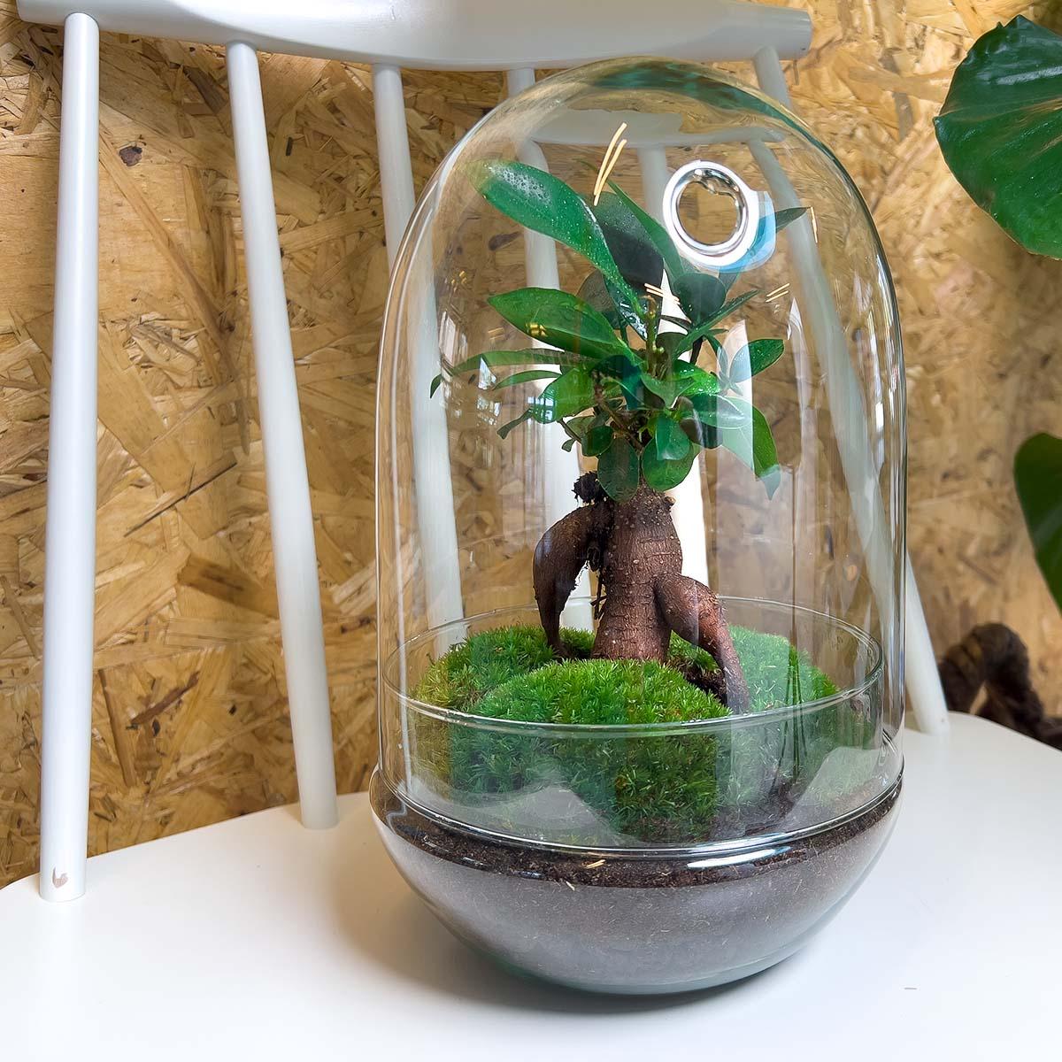 Flaschengarten Egg XL Bonsai – DIY Bausatz Terrarium – ↕30cm – Do – It – Yourself Pflanzen – Set im Glas mit Korkdeckel – Autarkes Mini – Ökosystem – Plant