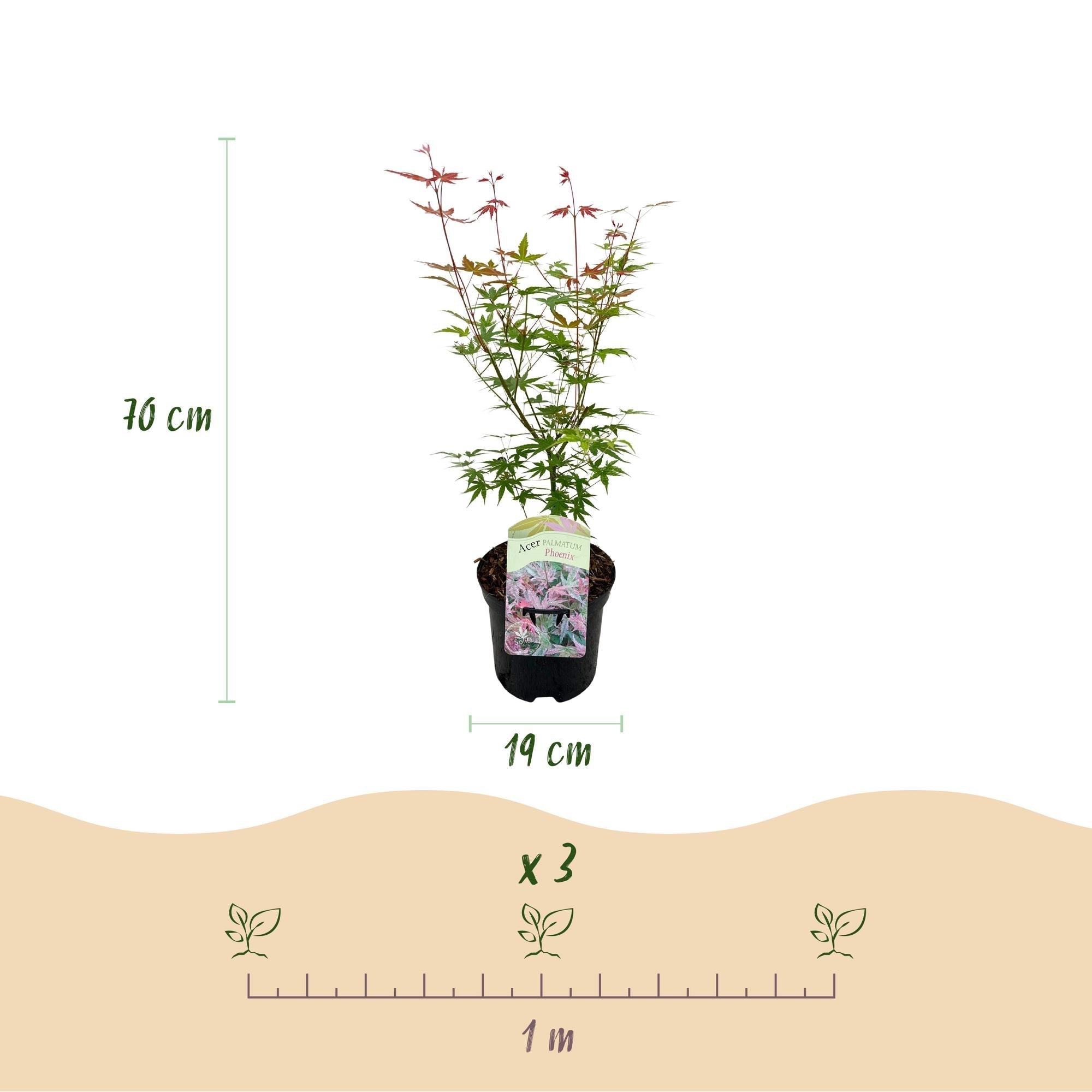 Japanischer Ahorn Acer palmatum 'Phoenix' – Rosa – Rot – Balkon – & Gartenpflanze – Ø19cm – Ca. 70cm hoch – Plant