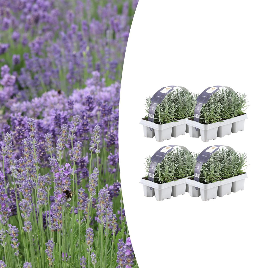 Lavandula angustifolia – Echter Lavendel – Ø7cm – ↕15cm – 12 Pflanzen – Duftende & Mediterrane Pflanzen – Für Garten, Balkon & Terrasse – Plant