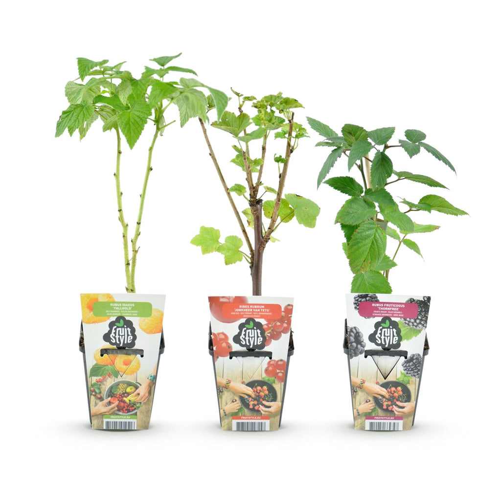 Obstpflanzen Set winterhart 3 Pflanzen Ø9cm Höhe 30cm – Rote Johannisbeere Gelbe Himbeere Schwarze Brombeere – Ideal für Garten Beet Balkon & Terrasse