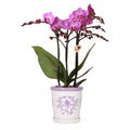 Orchidee Vienna Lila im Malaga Ziertopf Lila – Ø9cm – Zimmerpflanze mit 2-3 kräftigen Zweigen – Blühende Indoor – Orchidee – Plant