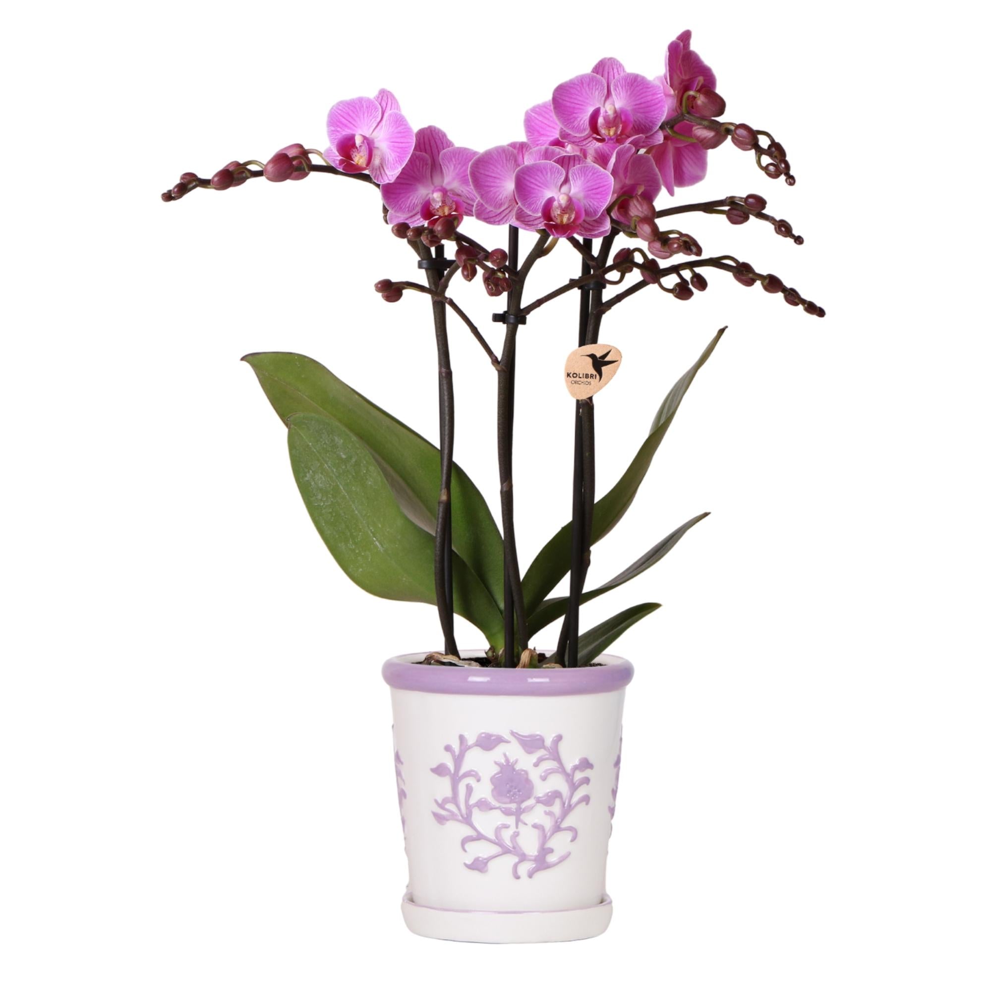 Orchidee Vienna Lila im Malaga Ziertopf Lila – Ø9cm – Zimmerpflanze mit 2-3 kräftigen Zweigen – Blühende Indoor – Orchidee – Plant