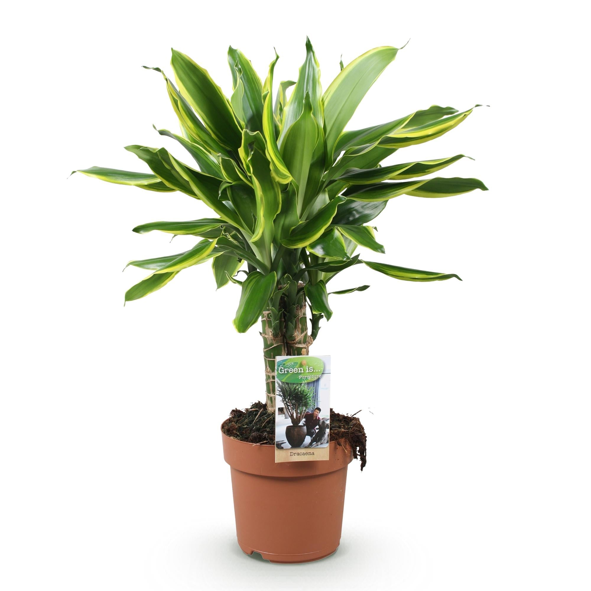 Dracaena fragrans Golden Coast – 50-55cm – 17cm – Pflegeleichter Drachenbaum in Grün – Gold – Plant