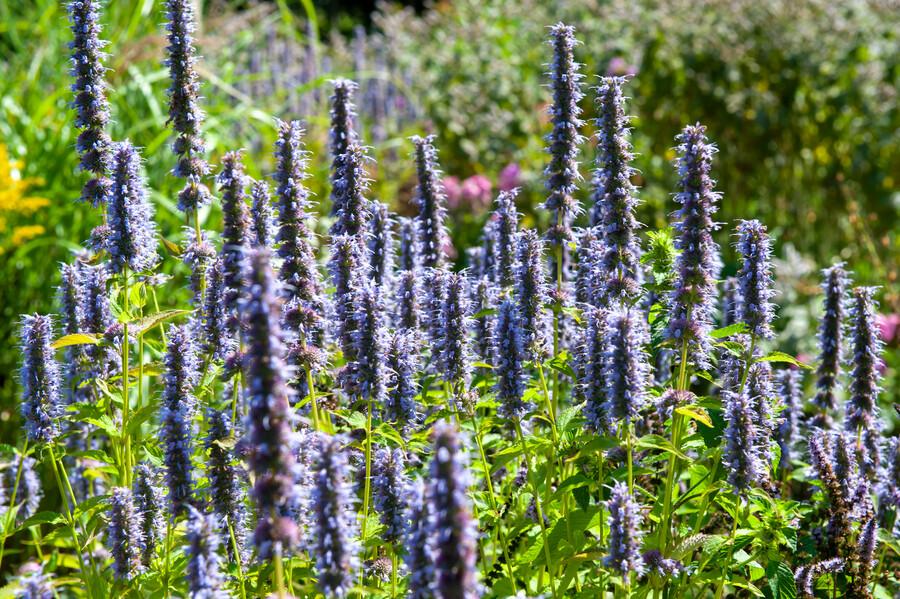 Asiatische Duftnessel Agastache 'Black Adder' – Staude mit dunkelvioletten Blüten – Ø9cm – Blütezeit Sommer bis Herbst – Plant