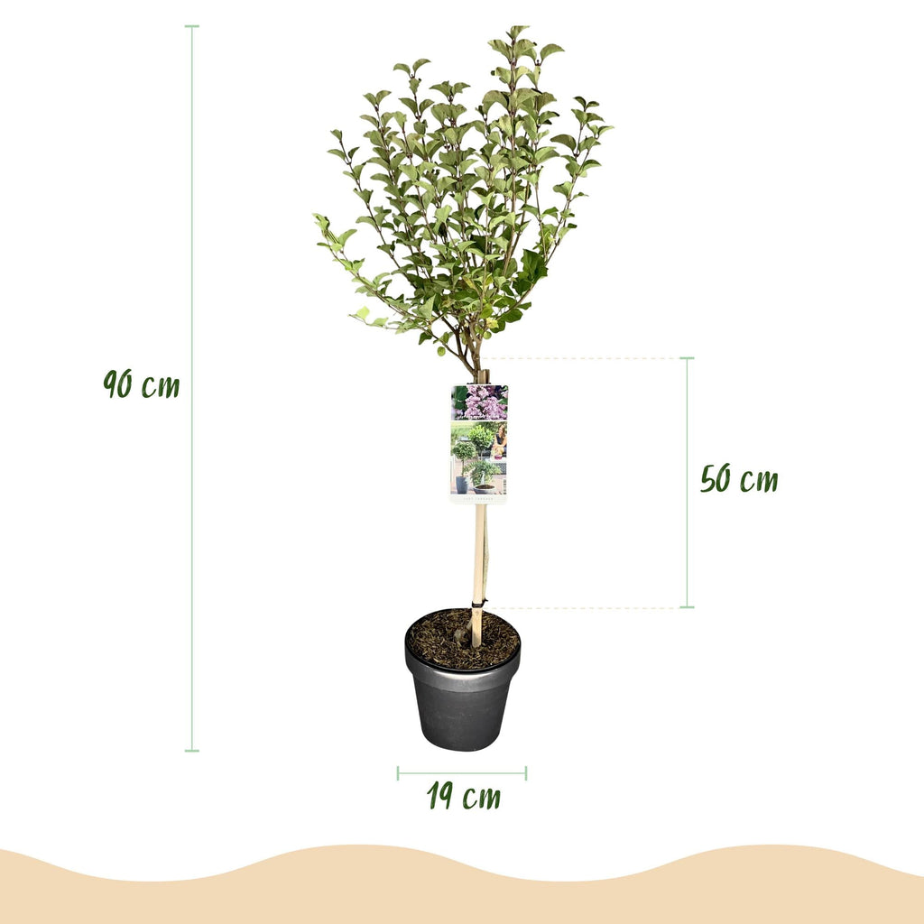 Zwergflieder Syringa meyeri Palibin – 19cm Höhe ca.90cm – Lila blühend & duftend – Winterhart & laubabwerfend – Ideal für Beet Balkon Terrasse – Plant